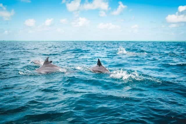 Nage avec les dauphins Ile Maurice