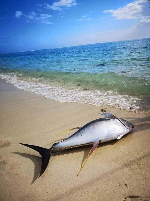 pêche au gros au Morne